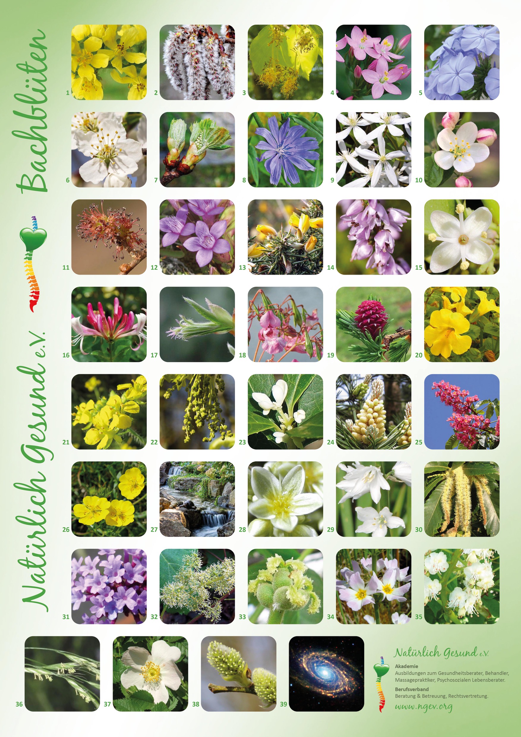Bachblüten Plakat DinA 3 Grünes Poster mit abgebildeten Bachblüten