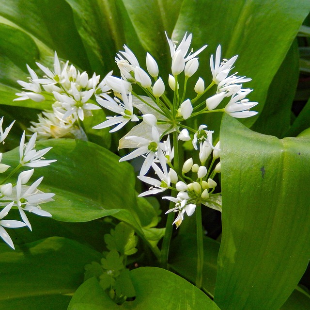 Bärlauch 1 Bärlauch Pflanze mit weißen Blüten und grünen Blättern