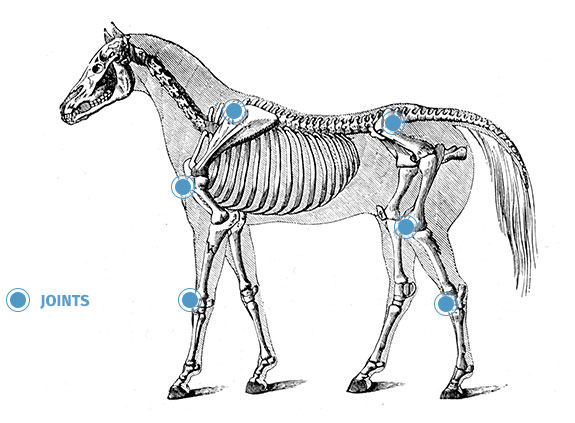 Pferde Hyalutidin HCC , der  Hyaluronsäure – Chondroitin – Komplex für Pferde