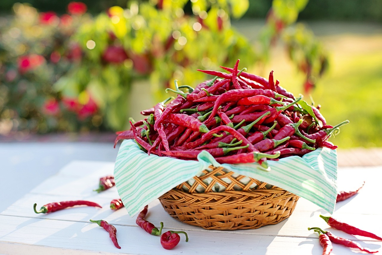 Chili Tinktur Körbchen mit Chili Früchten, im Hintergrund eine Chili Pflanze