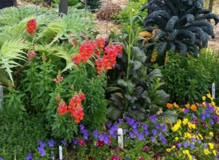 Angiosedam 1 Buntes Blumenbild mit roten gelben und lila Blumen sowie vielen grünen Blättern